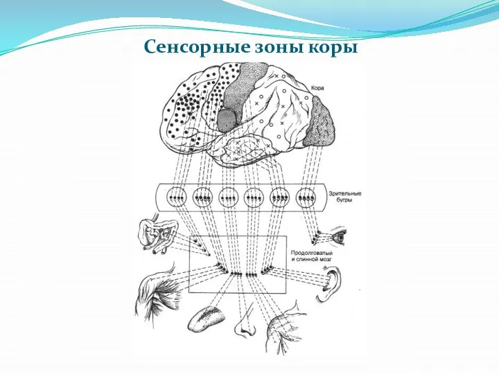 Сенсорные зоны коры