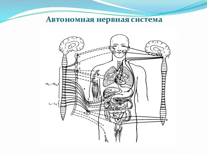 Автономная нервная система