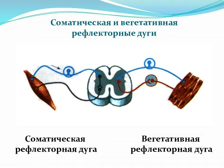 Соматическая и вегетативная рефлекторные дуги Соматическая рефлекторная дуга Вегетативная рефлекторная дуга