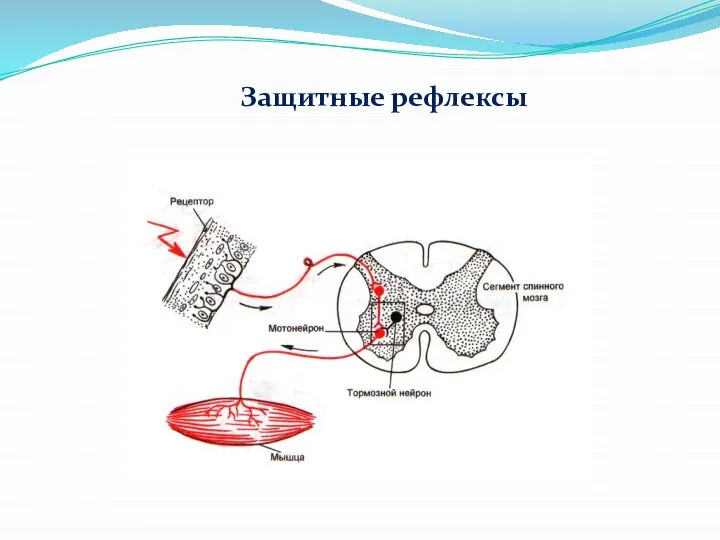 Защитные рефлексы