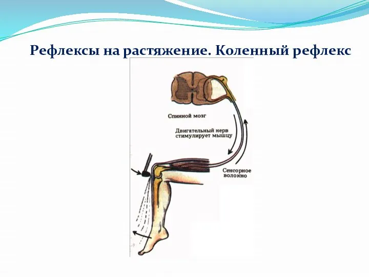 Рефлексы на растяжение. Коленный рефлекс