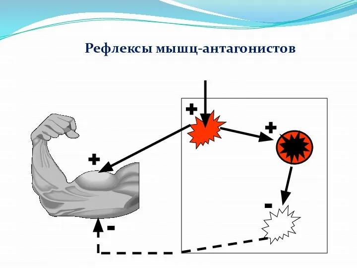 + + - - + Рефлексы мышц-антагонистов