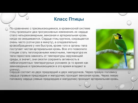 Класс Птицы По-сравнению с пресмыкающимися, в кровеносной системе птиц произошли два