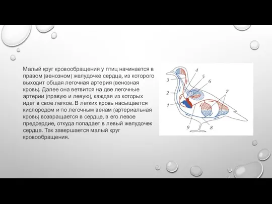 Малый круг кровообращения у птиц начинается в правом (венозном) желудочке сердца,