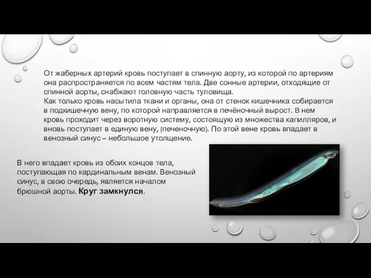 От жаберных артерий кровь поступает в спинную аорту, из которой по