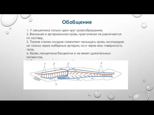 1. У ланцетника только один круг кровообращения; 2. Венозная и артериальная