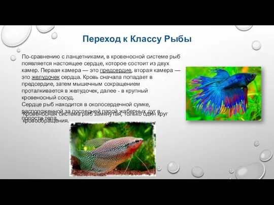 Переход к Классу Рыбы По-сравнению с ланцетниками, в кровеносной системе рыб