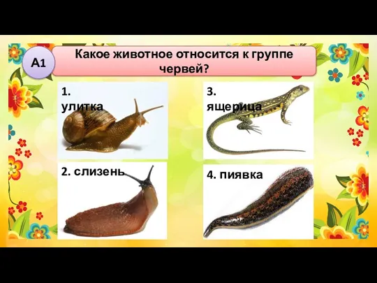 Какое животное относится к группе червей? А1