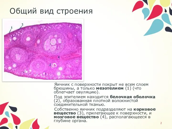 Общий вид строения Яичник с поверхности покрыт не всем слоем брюшины,