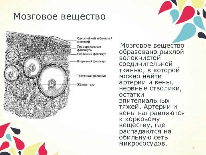 Мозговое вещество Мозговое вещество образовано рыхлой волокнистой соединительной тканью, в которой