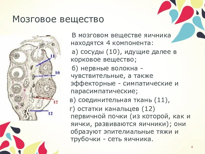 Мозговое вещество В мозговом веществе яичника находятся 4 компонента: а) сосуды