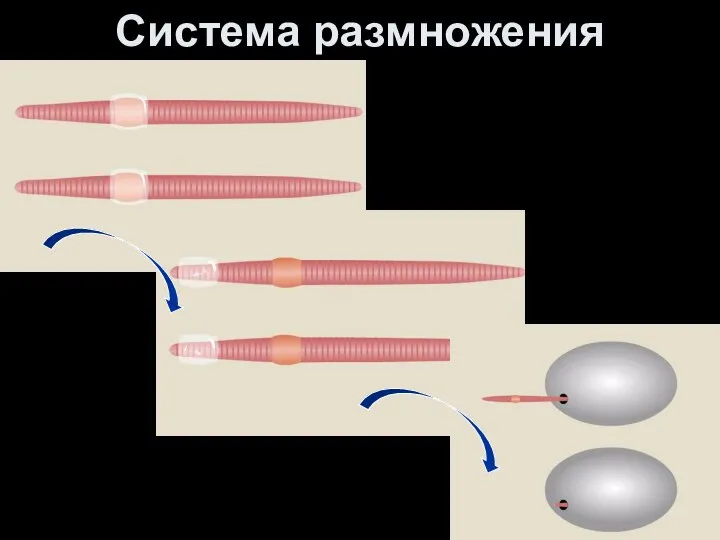 Система размножения