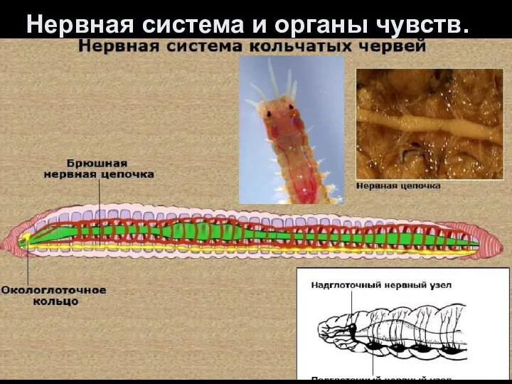 Нервная система и органы чувств.