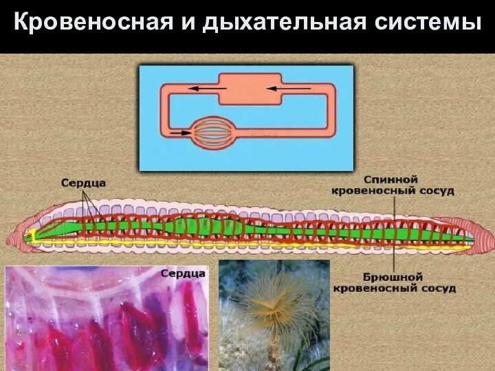 Кровеносная и дыхательная системы