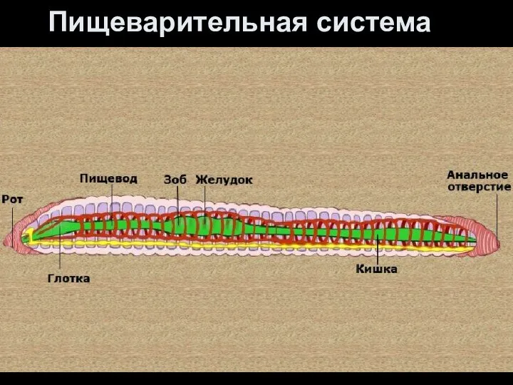 Пищеварительная система