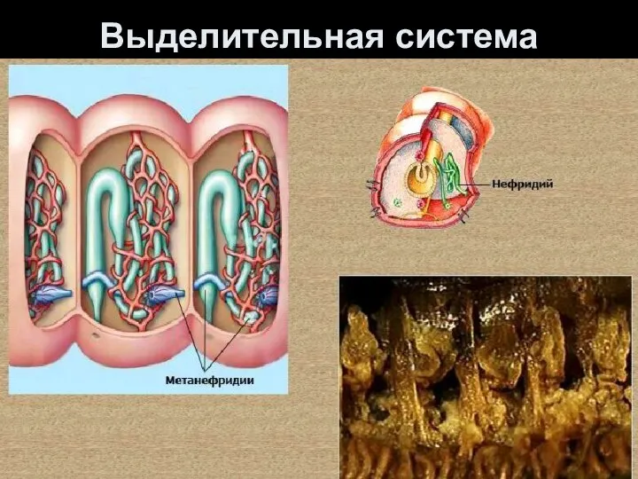 Выделительная система