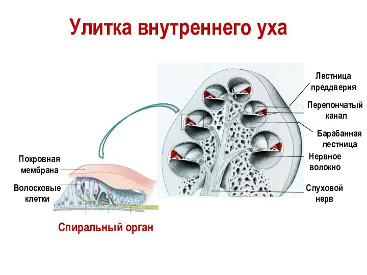 Слуховой нерв Нервное волокно Покровная мембрана Волосковые клетки Спиральный орган Улитка