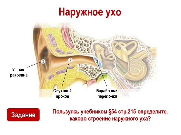 Наружное ухо Пользуясь учебником §54 стр.215 определите, каково строение наружного уха?