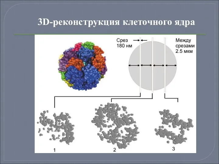 3D-реконструкция клеточного ядра