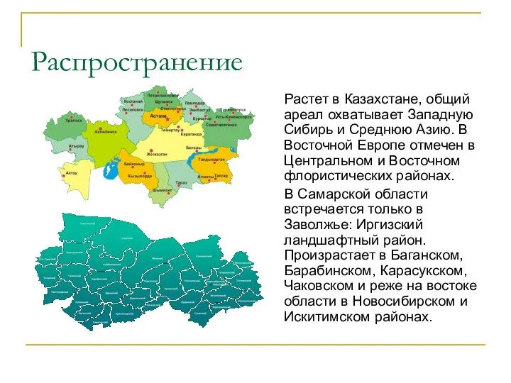 Распространение Растет в Казахстане, общий ареал охватывает Западную Сибирь и Среднюю