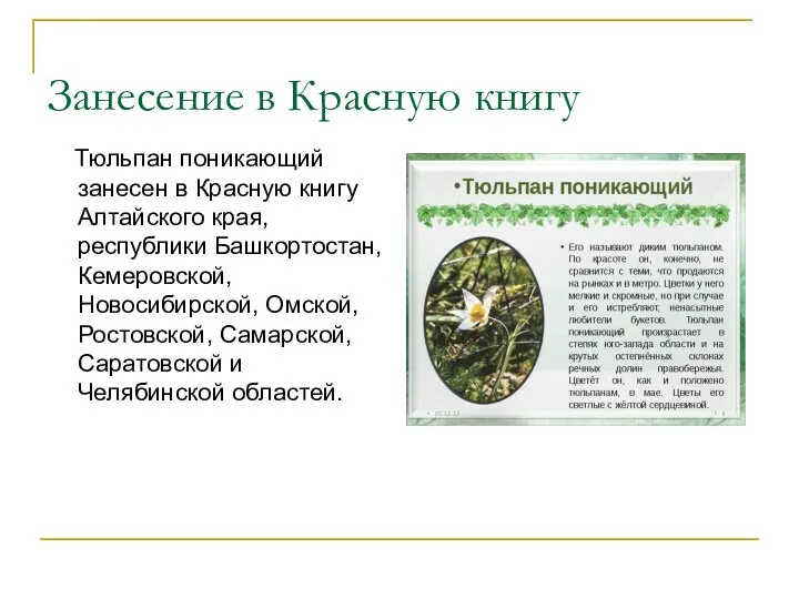 Занесение в Красную книгу Тюльпан поникающий занесен в Красную книгу Алтайского