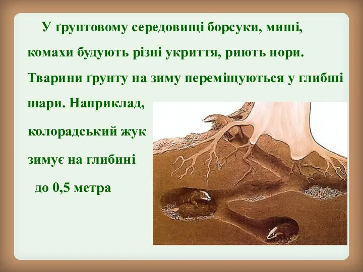 У ґрунтовому середовищі борсуки, миші, комахи будують різні укриття, риють нори.