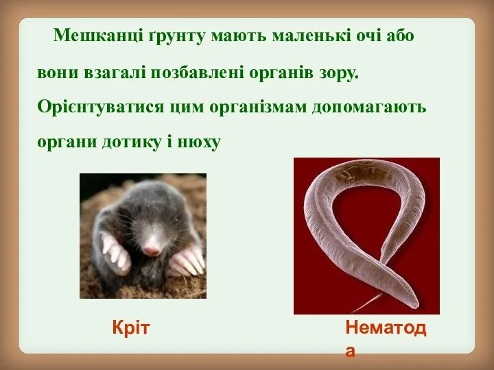 Мешканці ґрунту мають маленькі очі або вони взагалі позбавлені органів зору.