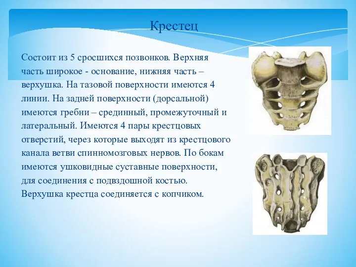 Состоит из 5 сросшихся позвонков. Верхняя часть широкое - основание, нижняя