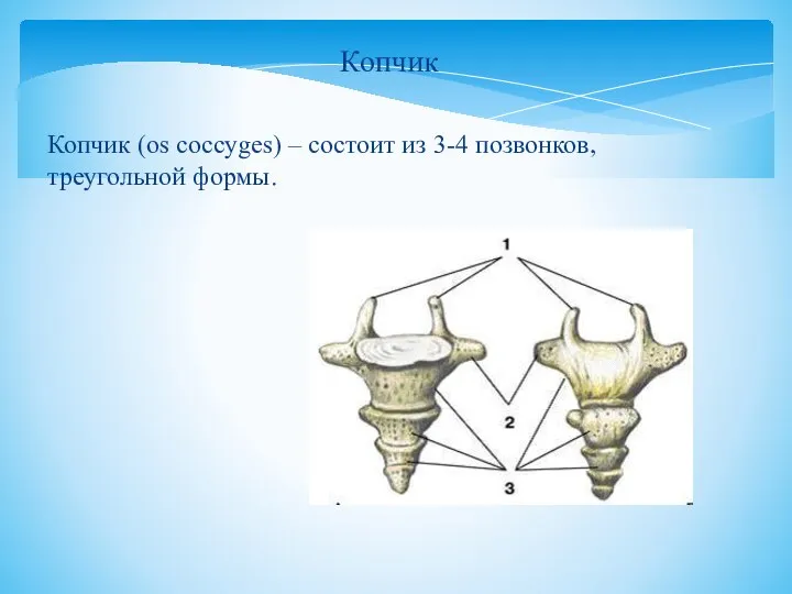 Копчик (os coccyges) – состоит из 3-4 позвонков, треугольной формы. Копчик