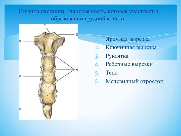 Грудина (sternum) - плоская кость, которая участвует в образовании грудной клетки.