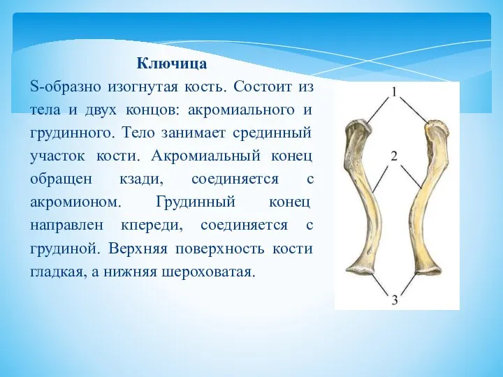 Ключица S-образно изогнутая кость. Состоит из тела и двух концов: акромиального