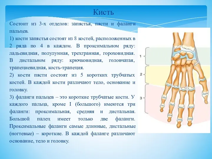 Состоит из 3-х отделов: запястья, пясти и фаланги пальцев. 1) кости