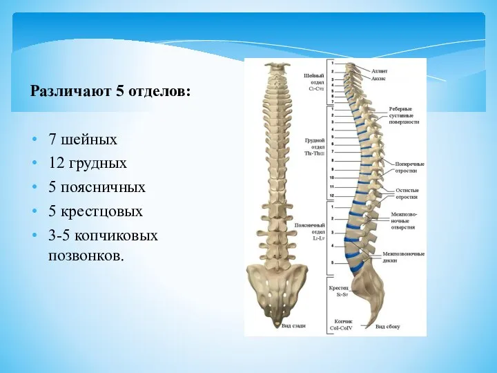 Различают 5 отделов: 7 шейных 12 грудных 5 поясничных 5 крестцовых 3-5 копчиковых позвонков.