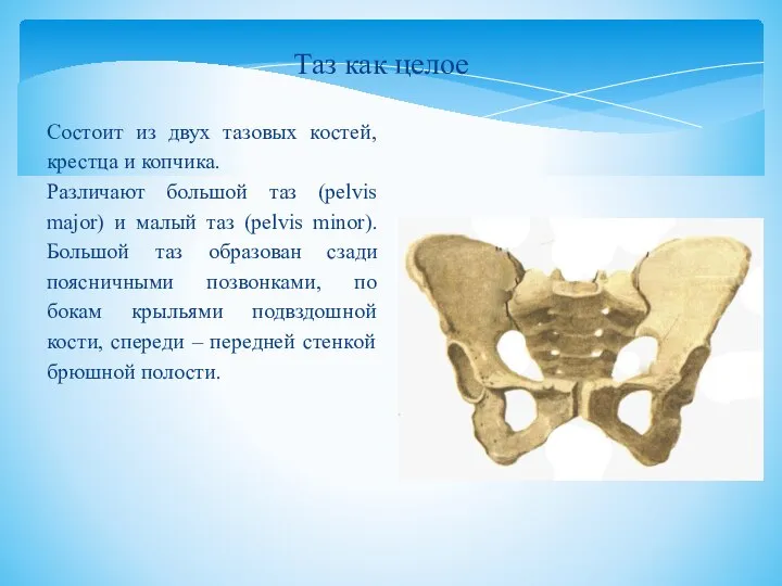 Состоит из двух тазовых костей, крестца и копчика. Различают большой таз