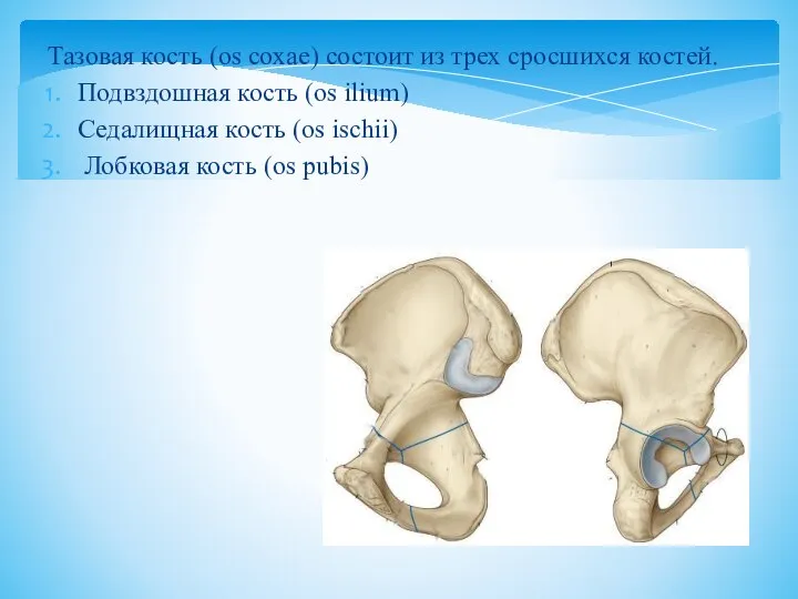 Тазовая кость (os coxae) состоит из трех сросшихся костей. Подвздошная кость