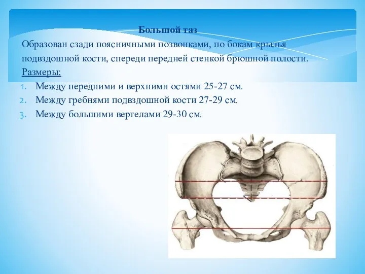Большой таз Образован сзади поясничными позвонками, по бокам крылья подвздошной кости,