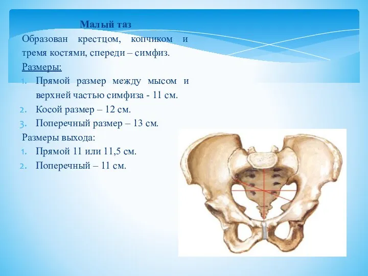 Малый таз Образован крестцом, копчиком и тремя костями, спереди – симфиз.