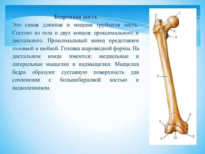 Бедренная кость Это самая длинная и мощная трубчатая кость. Состоит из