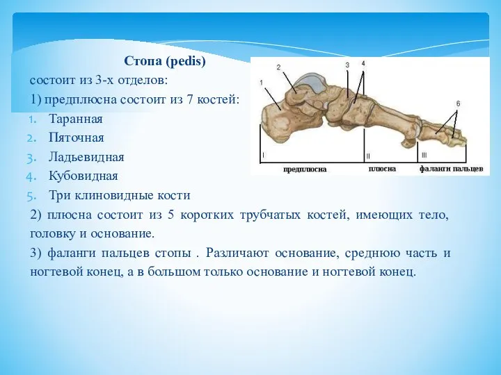 Стопа (pedis) состоит из 3-х отделов: 1) предплюсна состоит из 7