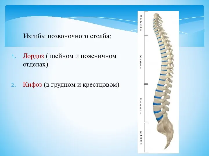Изгибы позвоночного столба: Лордоз ( шейном и поясничном отделах) Кифоз (в грудном и крестцовом)