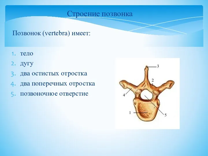 Позвонок (vertebra) имеет: тело дугу два остистых отростка два поперечных отростка позвоночное отверстие Строение позвонка