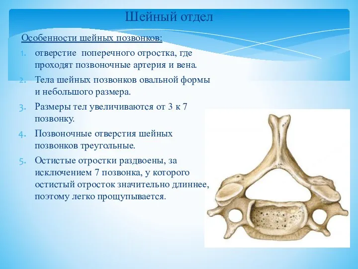 Особенности шейных позвонков: отверстие поперечного отростка, где проходят позвоночные артерия и