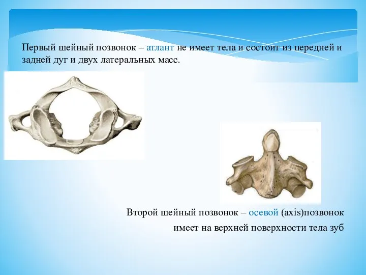 Первый шейный позвонок – атлант не имеет тела и состоит из