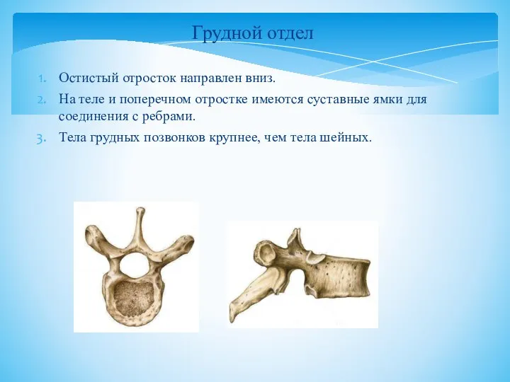 Остистый отросток направлен вниз. На теле и поперечном отростке имеются суставные