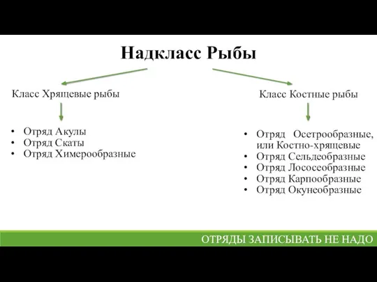 Надкласс Рыбы Класс Хрящевые рыбы Класс Костные рыбы Отряд Акулы Отряд