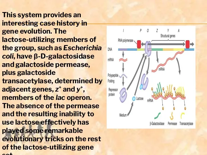 This system provides an interesting case history in gene evolution. The