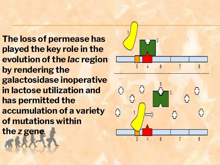 The loss of permease has played the key role in the