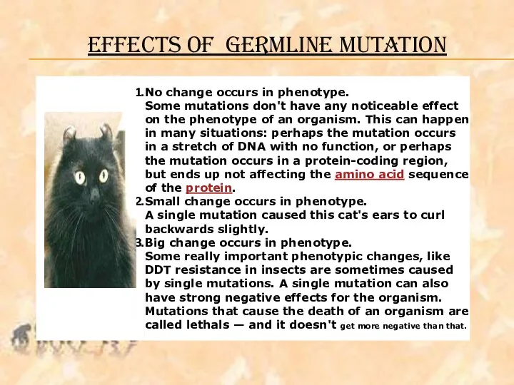 EFFECTS OF Germline MUTATION A single germ line mutation can have a range of effects: