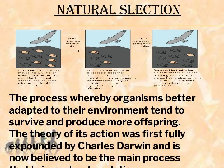 NATURAL SLECTION The process whereby organisms better adapted to their environment