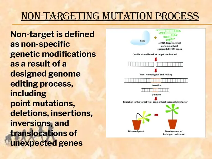 Non-target is defined as non-specific genetic modifications as a result of